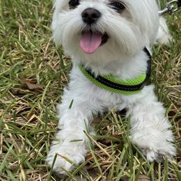 Maltese and Poodle All Grown Up from minipupps