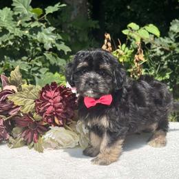 Pink Bow - Black and tan female Havapoo puppy in Evart, Michigan from Northern’s Cute Cuddly Cava Poos