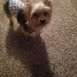 "SIR FLOKI" Yorkshire Terrier All Grown Up from Shirley's Yorkies