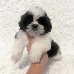 AKC Little Leia - Black and white female Shih Tzu puppy in Greenville, South Carolina from Babyface Shih Tzu