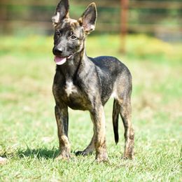 Belgian Malinois and xDutch Shepherd Puppies from Ruach Kaizen Malinois