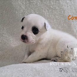Comet - Blue male Australian Cattle Dog puppy in Silsbee, Texas from Rockin ND Ranch
