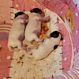 Biewer Terrier and Maltese Puppies from JoDi's Maltese and Biewer Terriers