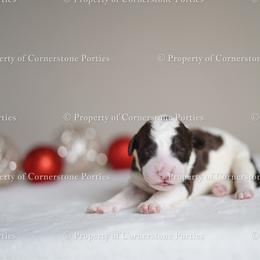 Tinsel - Brown and white female Portuguese Water Dog puppy in Brookville, Ohio from Cornerstones Porties