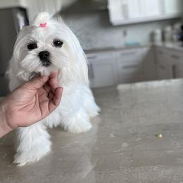 Sophie  - Maltese