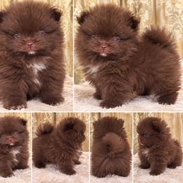 Max - Chocolate male Pomeranian puppy in El Paso, Texas from Texas quality pomeranians