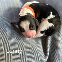 Lenny - Black white and tan male English Springer Spaniel puppy in Hillsboro, Virginia from Hillsboro Springers