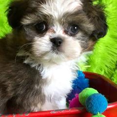 Mi-Kis from Dakota Mi-Kis