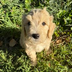 Grace white stripe chest gold - Apricot female Labradoodle puppy in Churchill County Fallon, Nevada from Card Family Ranch