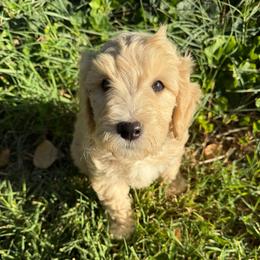 Grace white stripe chest gold - Apricot female Labradoodle puppy in Churchill County Fallon, Nevada from Card Family Ranch