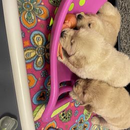 Golden Retriever Puppies from Golden Wise