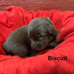 Biscuit - Brown female Newfoundland puppy in Goodhue, Minnesota from Claypits Newfoundlands