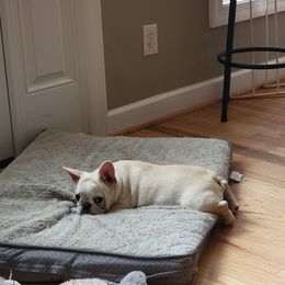 French Bulldog Puppies from Alcide kennels