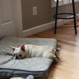 French Bulldog Puppies from Alcide kennels