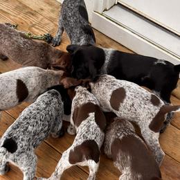 German Shorthaired Pointers from Buck GSP