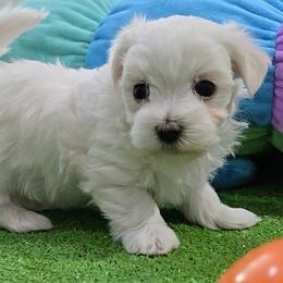 Mary.Pearl - White female Maltese puppy in Aurora, Missouri from KnJ Precious Paws LLC