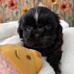 Luna - Chocolate female Shih Tzu puppy in Orlando, Florida from Shih Tzu Puppy in Orlando