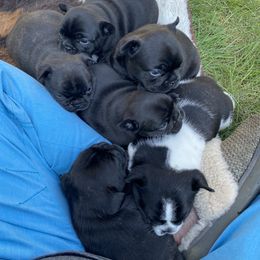 French Bulldog Puppies from Flathead’s Fabulous Frenchies