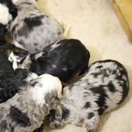 Bernedoodle Puppies from Katelyn Aubin