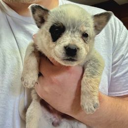 Girl 1 - Blue mottled female Australian Cattle Dog puppy in Hurley, Virginia from BoardCamp Kennels-AKC Australian Cattle Dogs
