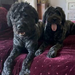Bouvier des Flandres All Grown Up from Tanya Fontenot