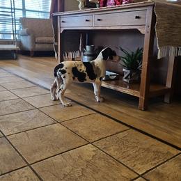 Great Dane Puppies from Pacific Blue's Danes