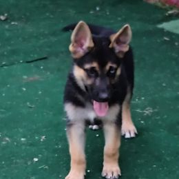 German Shepherd and McNab Puppies from North Star Shepherds
