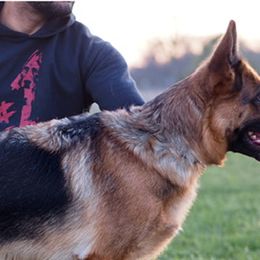 Bowie - German Shepherd