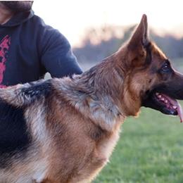 Bowie - German Shepherd