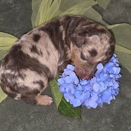 Obi Wan - Brown merle male Aussiedoodle puppy in Cumberland, Rhode Island from W Doodle Crew
