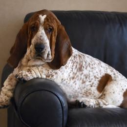 Buford T. - Basset Hound