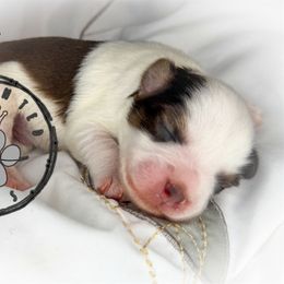 Rip - Parti male Miniature Schnauzer puppy in Dorr, Michigan from Enchanted Paws