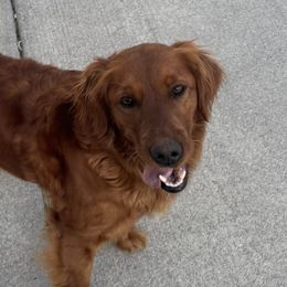 Golden Retrievers from Red Belle Golden Retrievers