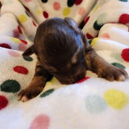 Jasper - Liver female German Shepherd puppy in Los Lunas, New Mexico from Mali's German Shepherds