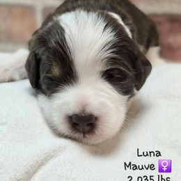 Mauve - Tri-color female Bernedoodle puppy in Rockledge, Florida from Stormie's Doodles
