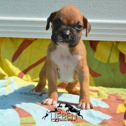 Leché - Fawn female Boxer puppy in Earlsboro, Oklahoma from Lieben Boxers