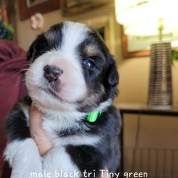 Miniature American Shepherd Puppies from Maureen Chappell's Miniature American Shepherds