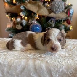 Denim - Chocolate and cream male Dachshund puppy in Lincoln, Arkansas from Red Dirt Dachshunds