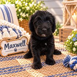 Maxwell - Black male Double Doodle puppy in Whitsett, North Carolina from Rock Creek Doodles NC