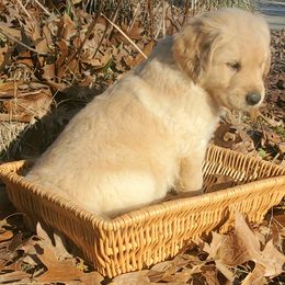 Orange Collar - Golden Retriever puppy in Benton, Arkansas from KSquared Golden Retrievers