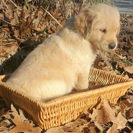 Orange Collar - Golden Retriever puppy in Benton, Arkansas from KSquared Golden Retrievers