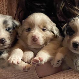 Australian Shepherds from Jessica Stapp