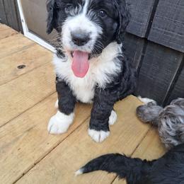 Emily - Black and white female Bernedoodle puppy in Lafayette, Alabama from Williams Lake Doodles