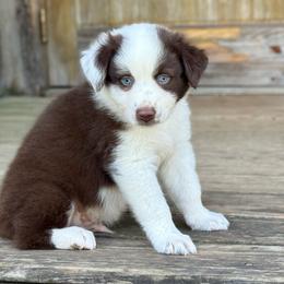 Ranger Moody - Red tri-color male Australian Shepherd puppy in Statesville, North Carolina from Charming Australian Shepherds