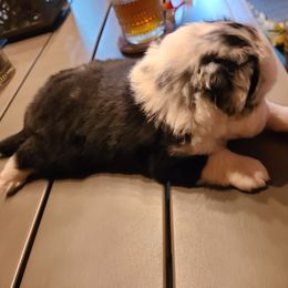 Miniature Australian Shepherd and Toy Australian Shepherd Puppies from Beasley Acres Aussies