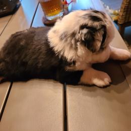 Miniature Australian Shepherd and Toy Australian Shepherd Puppies from Beasley Acres Aussies