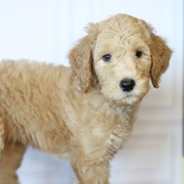 Cowboy - Apricot male Goldendoodle puppy in Seffner, Florida from Gold Diamond Pup