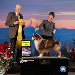 Miniature American Shepherd and Miniature Australian Shepherd All Grown Up from ShawnMarie Davis