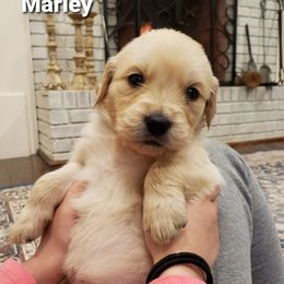 Goldendoodle and Golden Retriever Puppies from A Golden Summer