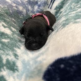 Cane Corso Puppies from Last Frontier Cane Corsos